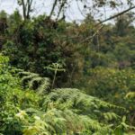 La fôret protégée de Kahuzi-Biega en cours de destruction pour le bois